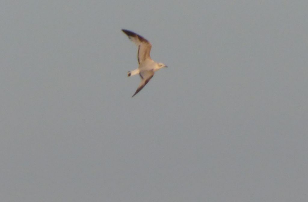 Gabbiano corallino (Larus melanocephalus)?  S !